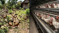 Ayam Umbaran vs Ayam Kandang: Mana Lebih Sehat dan Cepat Panen?