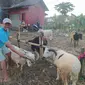 Para pedagang hewan domba Garut, Jawa Barat, nampak lesu akibat minimnya penjualan hewan kurban, saat menjelang Idul Adha 1441/2020. (Liputan6.com/Jayadi Supriadin)