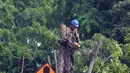 Proyek pembangunan LRT Jakarta Fase 1B juga memangkas pohon-pohon yang terkena rute proyek Velodrome-Manggarai. (merdeka.com/Imam Buhori)