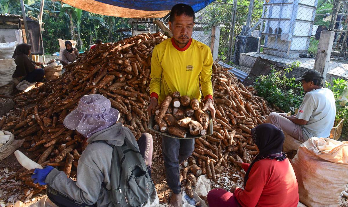 Dari Bogor Singkong Lokal Menembus Pasar Dunia