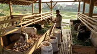 Cara Membuat Pakan Ternak dari Tanaman Liar, Hemat dan Bergizi