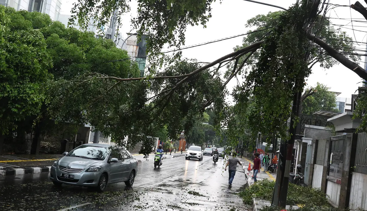 Pengendara menghindari pohon tumbang yang menutupi sebagian jalan di kawasan Cikini, Jakarta, Kamis (22/11). Pohon tumbang tersebut menyebabkan sejumlah pohon tumbang dan mengganggu arus lalu lintas. (Liputan6.com/Immanuel Antonius)