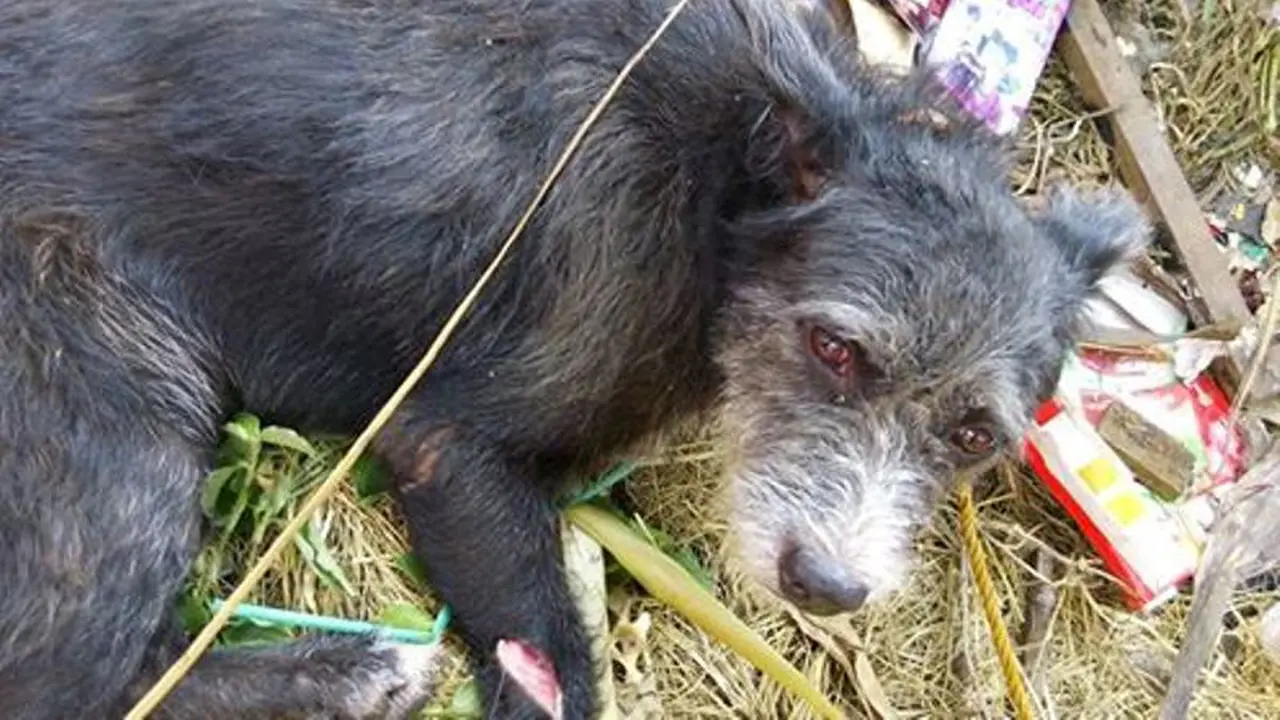 4 Kisah Tragis Anjing yang Dituduh 'Ngepet'