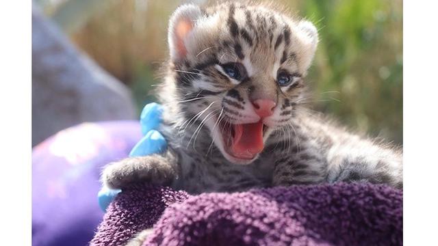 Gunakan Sperma Beku, Kebun Binatang Ini Sukses Hasilkan Hewan Langka