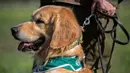 Anggota kepolisian Chile bermain dengan seekor anjing Golden Retriever bernama Clifford sebelum sesi latihan selama presentasi kepada pers di Santiago, Selasa (14/7/2020). Anjing itu dilatih untuk mendeteksi mereka yang mengidap covid-19 dengan mencium bau keringatnya. (Martin BERNETTI/AFP)