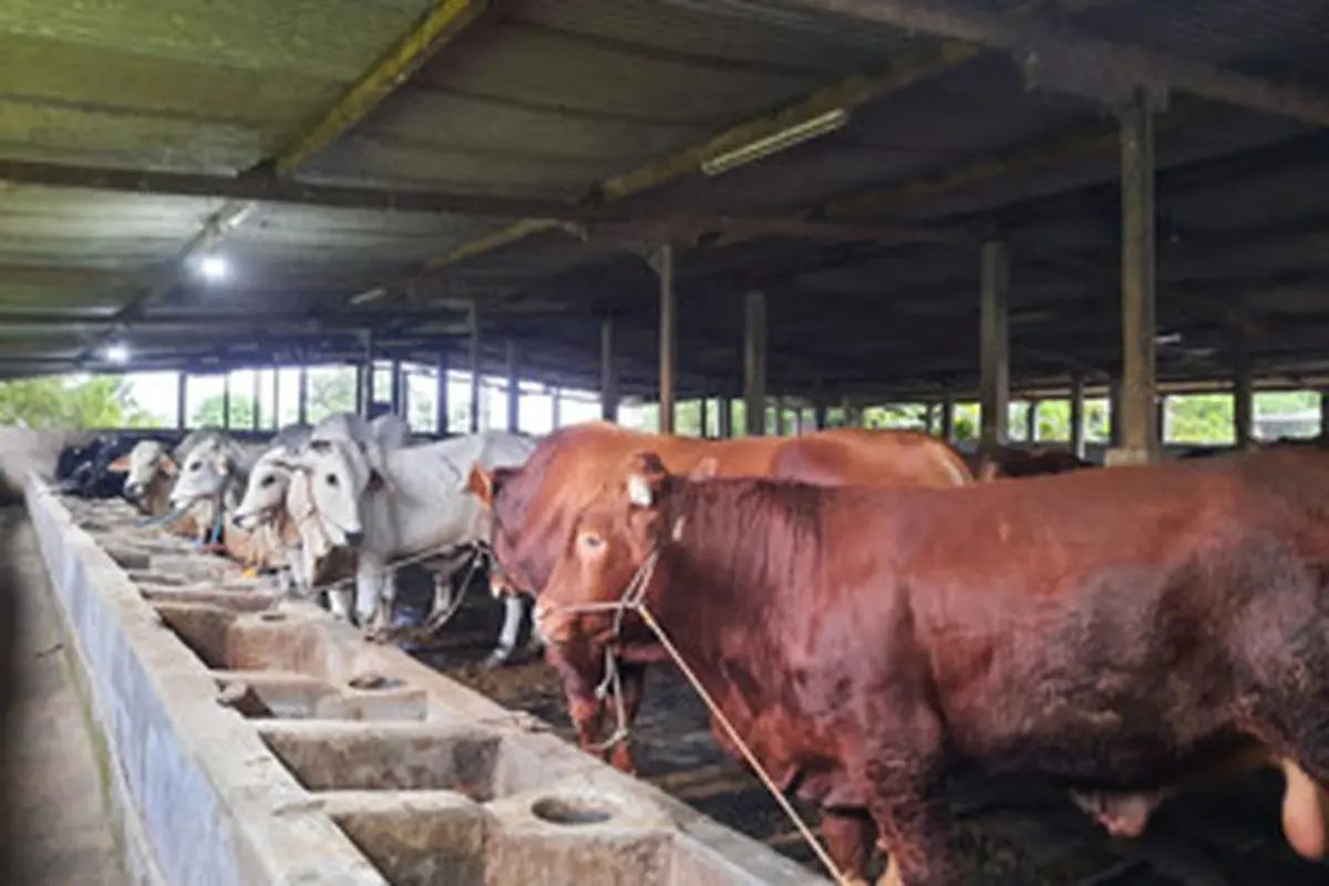 Ketersediaan Daging Sapi, Ayam dan Telur di Jatim Terpantau Aman
