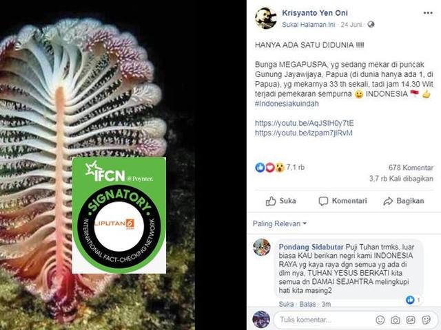 Cek Fakta Hoaks Bunga Megapuspa Mekar Di Puncak Jayawijaya Cek Fakta Liputan6 Com