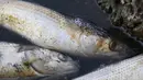 Sejumlah ikan mati mengambang di Laguna Etang de Berre, dekat Marseille, Prancis (1/7/2019). Gelombang panas selama sepekan di laguna menyebabkan penurunan kadar oksigen yang mengakibatkan kematian beberapa ton ikan. (AFP Photo/Boris Horvat)