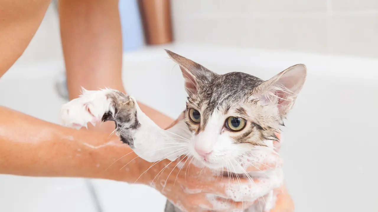 Cara Memandikan Kucing