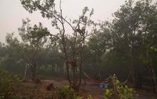 Meratapi kehidupan orang utan di Kalimantan terancam kabut asap