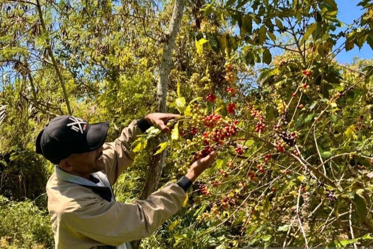 Pemkab Bener Meriah Berjuang Buka Akses Jalan Perkebunan Demi Panen Kopi
