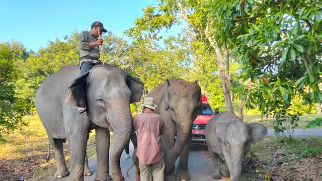 Deretan Potret Bayi Gajah Sumatera Betina yang Baru Lahir di Way Kambas, Beratnya 64 Kilogram