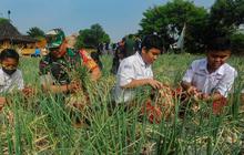 FOTO: Keceriaan Anak-Anak Sekolah Panen Bawang Bersama Anggota TNI di Depok