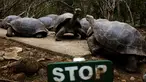 Sekelompok kura-kura raksasa yang masih hidup di pulau Floreana, Taman Nasional Galapagos di Ekuador, 8 Oktober 2016. Pulau di Ekuador ini dihuni hewan unik dan langka, salah satunya kura-kura raksasa. (Reuters/Nacho Doce)