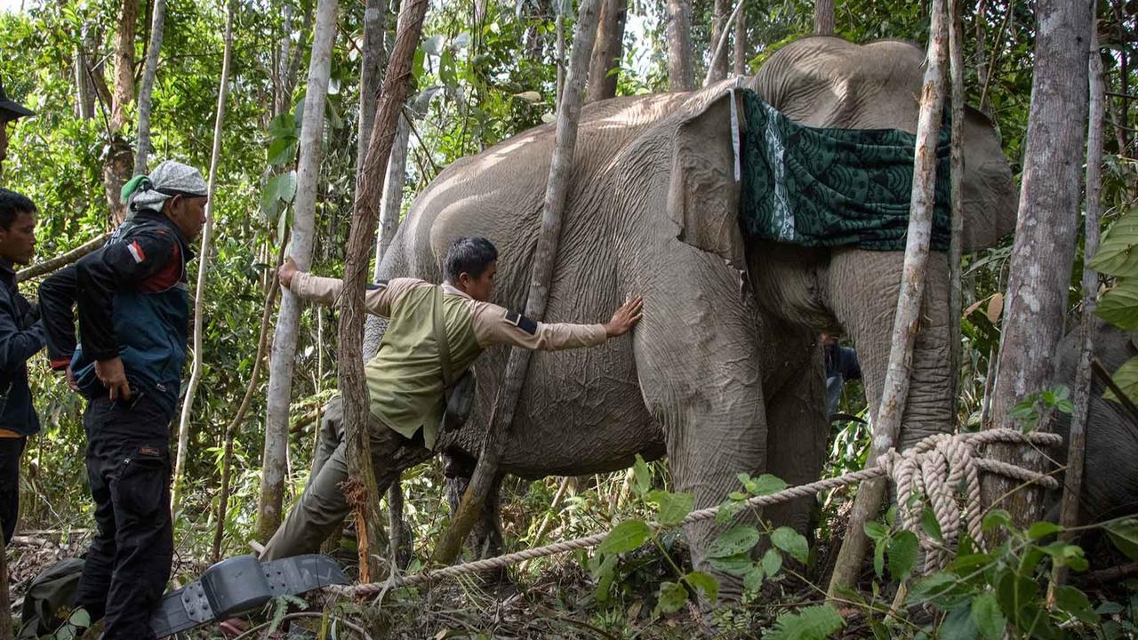 FOTO: Kalung GPS untuk Gajah Liar, Langkah Kecil untuk Menyelamatkan Gajah Sumatera
