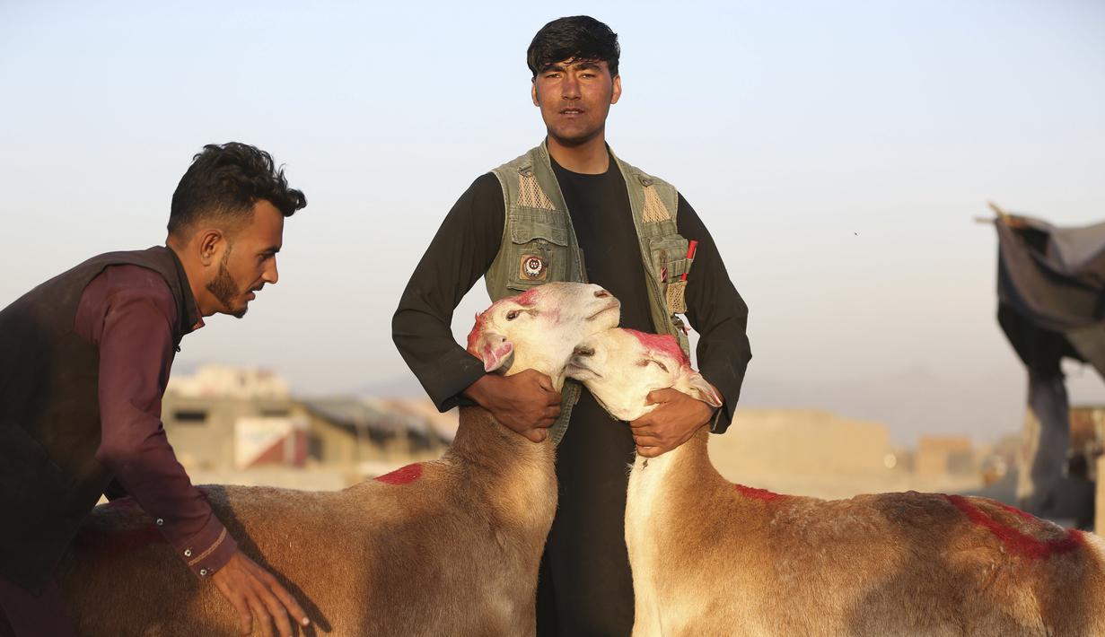 Pedagang memajang hewan ternak yang dijual jelang Hari Raya Idul Adha di Kabul, Afghanistan, Senin (27/7/2020). Idul Adha memperingati kisah Nabi Ibrahim atas kesediaan untuk mengorbankan putranya sebagai kepatuhan kepada Tuhan. (AP Photo/Rahmat Gul)