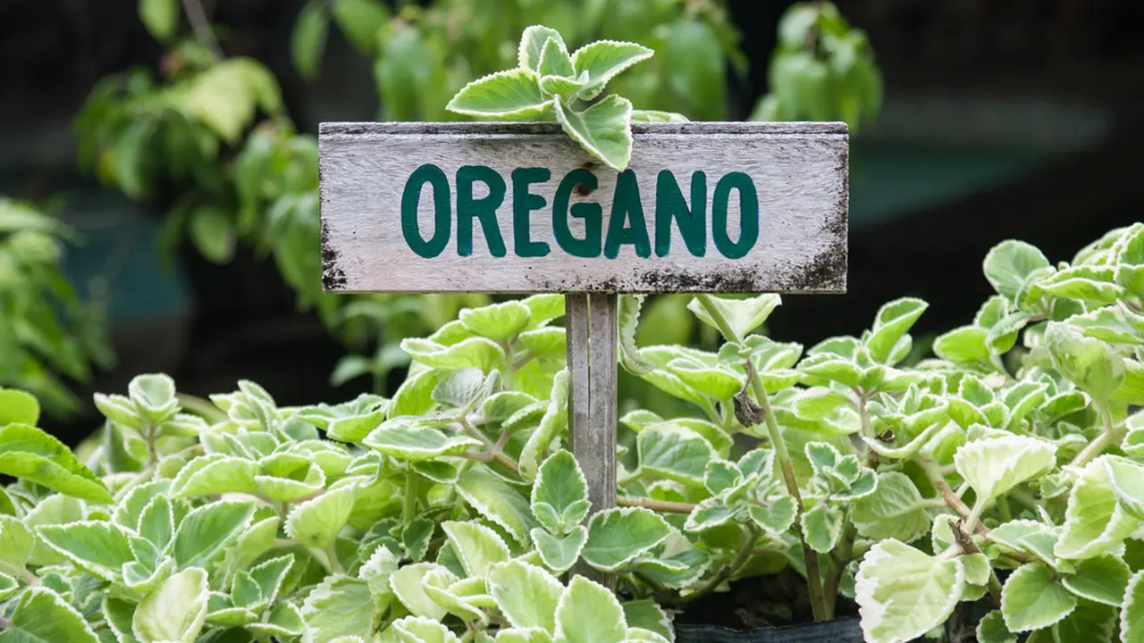 herbs oregano