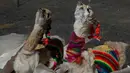 Llama muda siap dibakar dalam ritual Pachamama atau Ibu Bumi di gunung La Cumbre, pinggiran La Paz, Bolivia, Rabu (1/8). Bulan Agustus, orang-orang berkumpul melakukan persembahan menghormati dewi bumi dan meminta keberuntungan. (AP/Juan Karita)
