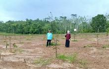 Dishut Kalsel Pastikan Program REDD+ di Banjarbaru Optimal, Dukung Rehabilitasi Hutan dan Penurunan Emisi
