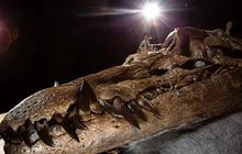 Tengkorak Monster Laut Mematikan Ini Ditemukan, Gigitannya Kalahkan T-rex