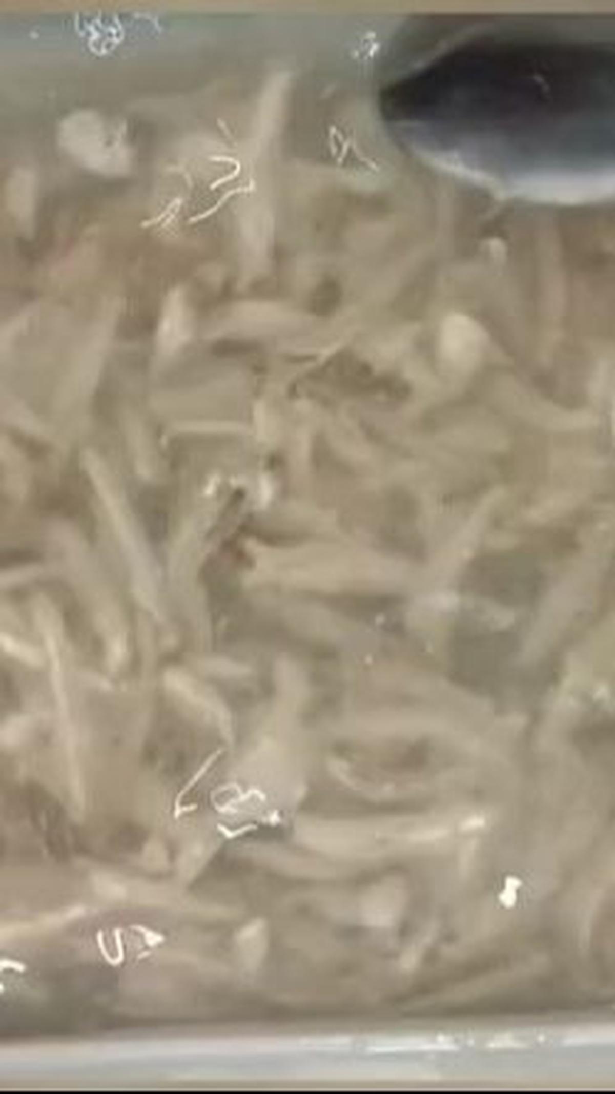 Rendam Ikan Teri Selama Lima Menit