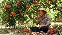 7 Tips Supaya Buah Rambutan Berbuah Manis, Daging Ngelotok Panen Melimpah