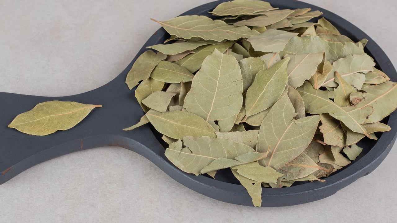Daun salam memiliki sifat antioksidan karena kaya akan flavonoid, tanin, dan alkaloid.