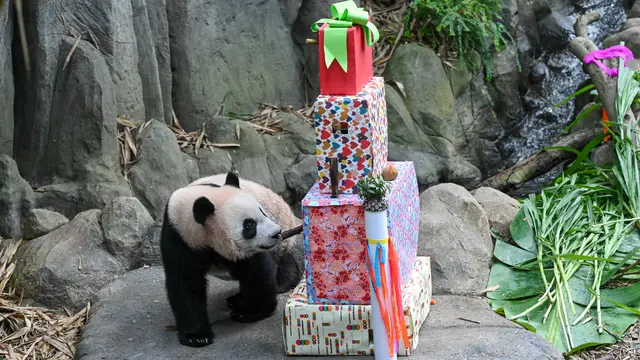 Le Le, Panda Raksasa Kelahiran Singapura