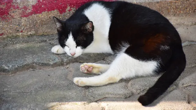 Kucing Berguling