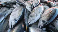 Ikan tuna dan cakalang. (Dok KKP)