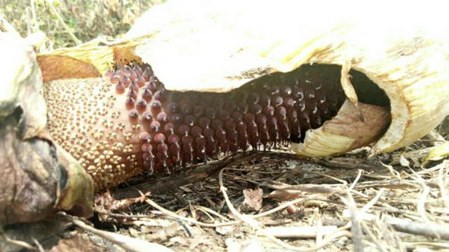 Bunga Bangkai di Riau