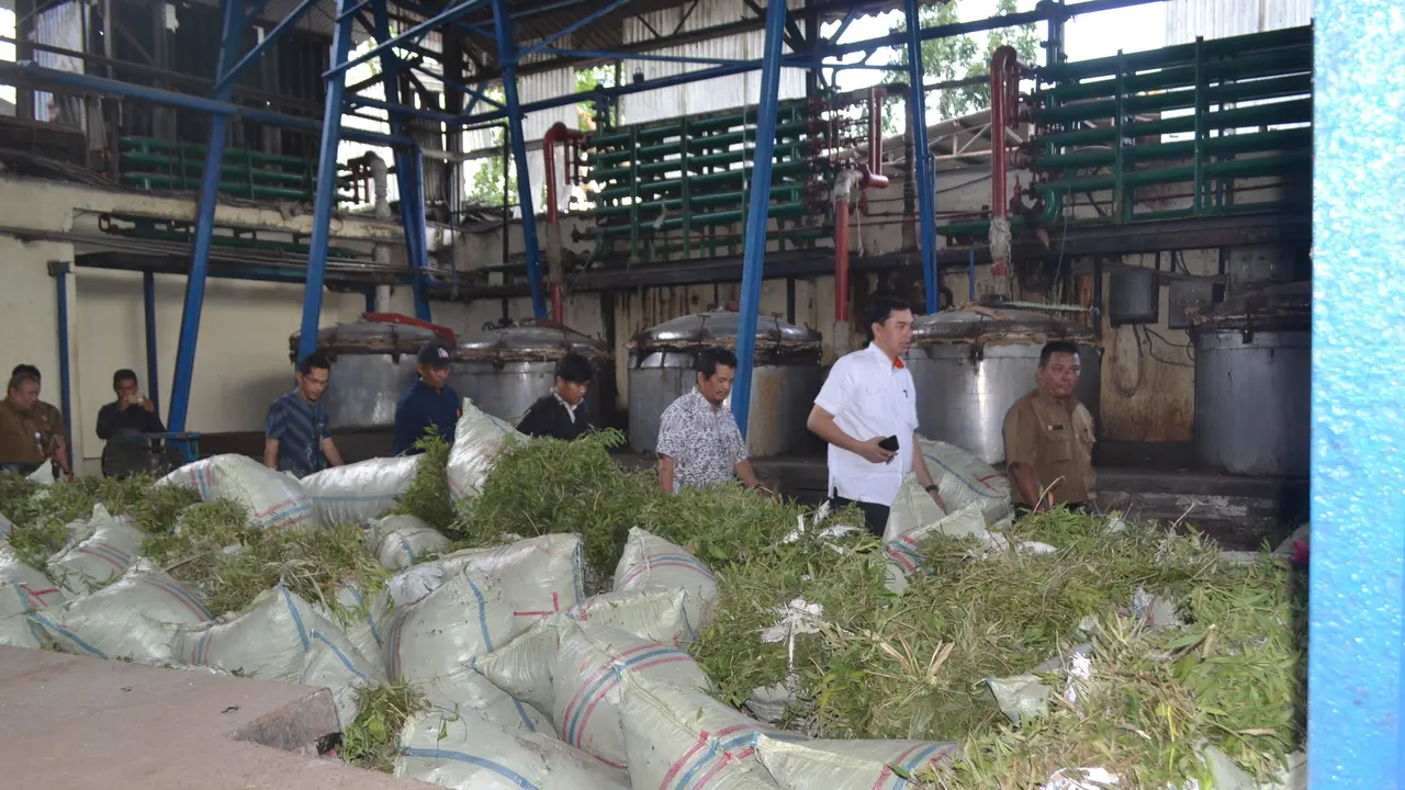 Nasib Pabrik Penyulingan Kayu Putih Penghasil Miliaran Rupiah