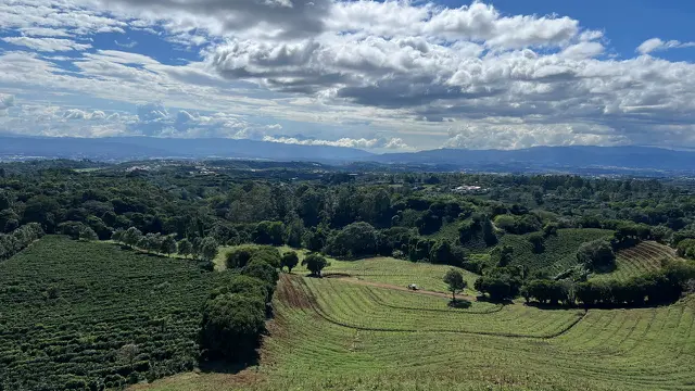 Hamparan Kebun Kopi di Hacienda Alsacia, Costa Rica