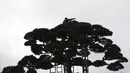 Seorang tukang kebun memangkas bagian atas pohon di Tokyo, Selasa (26/1/2021). Jepang mengonfirmasi lebih dari 1.000 kasus Virus Corona baru pada 26 Januari 2021. (AP Photo/Eugene Hoshiko)