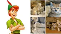 Kucing Imut Mirip 'Peter Pan' 