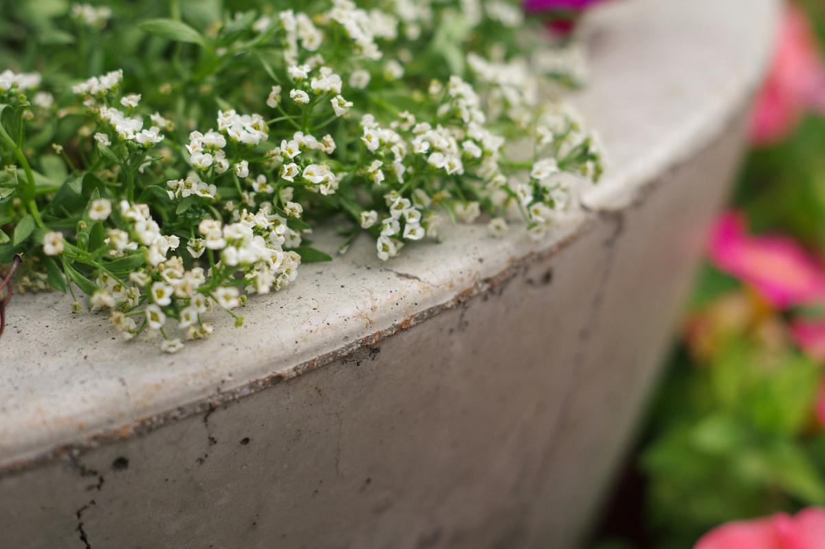 Sweet Alyssum