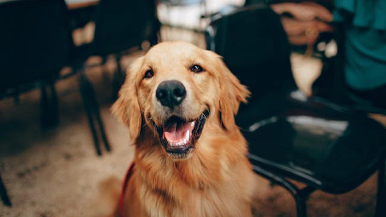 Kebiasaan Menjilati Kaki pada Anjing: Tanda Cinta atau Gejala Penyakit?