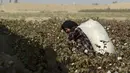Seorang gadis membawa sekarung kapas hasil panen di sebuah ladang di Distrik Dawlatabad, provinsi Balkh (28/10/2021). Populasinya adalah 101.900 orang. Ibukotanya adalah desa Dowlatabad pada ketinggian 298 m di atas permukaan laut. (AFP/Wakil Kohsar)