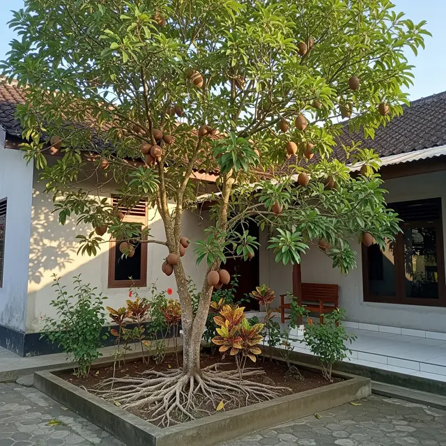 Pohon Buah Berakar Dangkal vs Berakar Dalam, Mana yang Aman Dekat Rumah (AI)