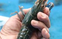 Kisah Buruh Pabrik di Jombang Raup Cuan Jutaan Rupiah dari Budi Daya Lobster Air Tawar