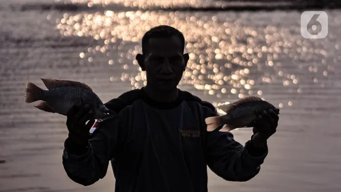 Ilustrasi Ikan Mujair