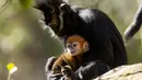 Gambar yang dirilis pada 4 Oktober 2019 memperlihatkan bayi monyet paling langka di dunia jenis Francois Langur berada di dekat induknya di Kebun Binatang Taronga, Sydney. Kebun binatang memperkirakan spesies ini hanya ada sekitar 3.000 yang tersisa di alam liar. (Rick Stevens/TARONGA ZOO/AFP)