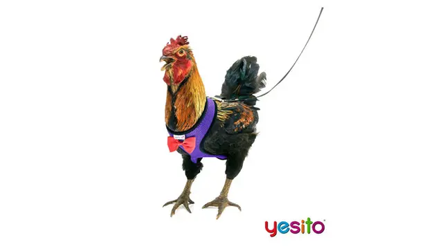 Perusahaan Ini Jual Barang Nyeleneh Untuk Ayam Alasannya Bikin Tepuk Jidat