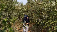 Pengunjung berjalan di salah satu perkebunan buah apel kawasan Batu, Malang, Jawa Timur, Rabu (25/9/2019). Apel Malang dihargai Rp 25 ribu hingga Rp 30 ribu per kilogramnya. (Liputan6.com/JohanTallo)