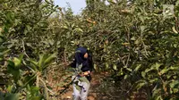 6 Tempat Wisata Petik Buah di Malang, Cocok untuk Liburan Keluarga