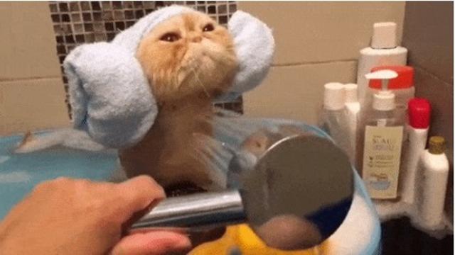 kucing mandi (giphy/metro.co.uk)