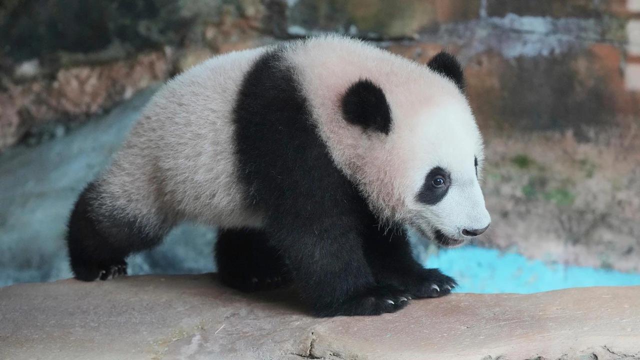 FOTO: Tingkah Lucu Rio Panda Raksasa Kelahiran Indonesia Curi Perhatian Pengunjung