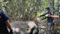 DPR Geram, Minta Tersangka Perburuan Gajah Sumatera Dihukum Berat