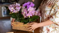 Cara Menanam Anggrek agar Rajin Berbunga, Rumah pun Jadi Cantik