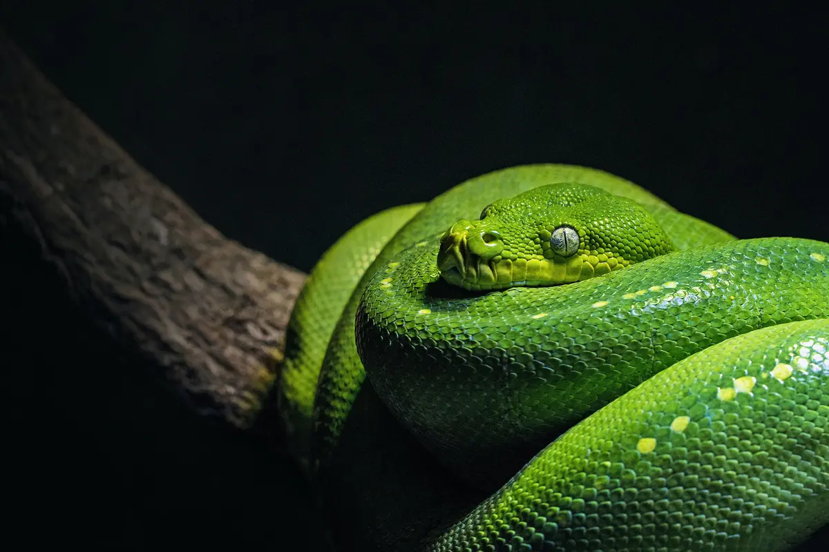 ular